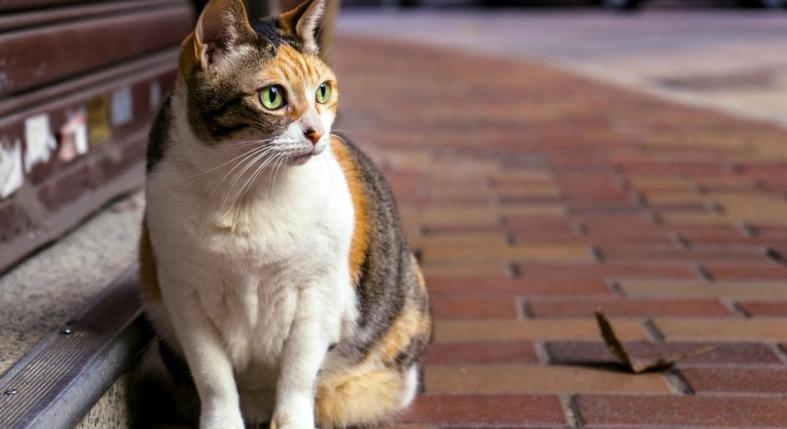 Mit csinál a macska, amikor órákra eltűnik otthonról?