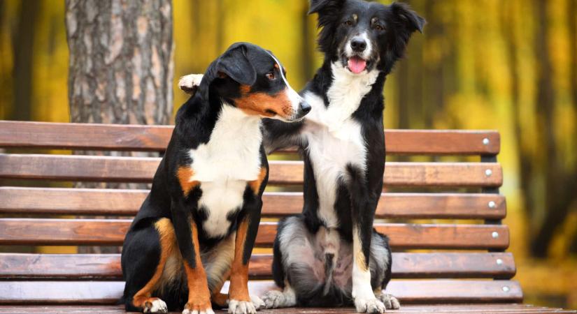 Aknába zuhant egy elkóborolt kutya – senki nem értette a társa szokatlan viselkedését