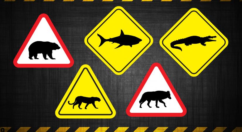 Mit tegyünk, ha támad a medve, a farkas, a cápa vagy a krokodil?