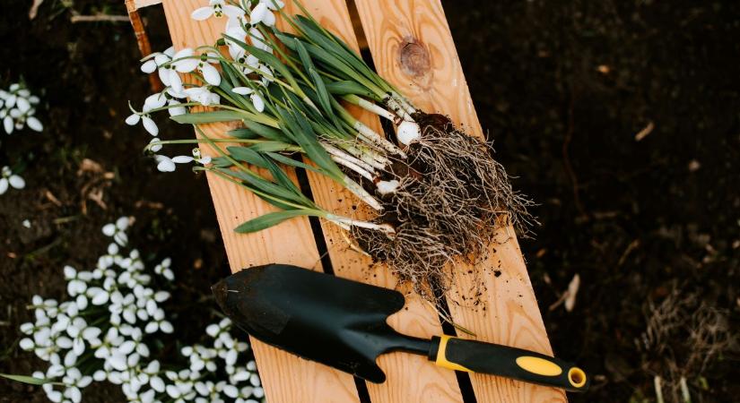 Februári kertészkedés: ezen a listán menj végig, ha dúsan termő és virágzó kertet akarsz