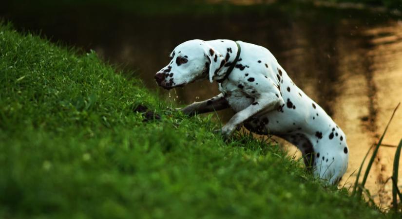 Sáros kutya a lakásban? Ez a 7 trükk megmenti az idegeidet