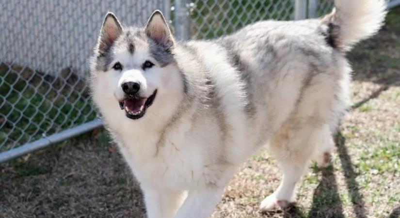 Öt év után kerül elő a kutya: amikor a megmentők felhívják a gazdáit, elakad a szavuk