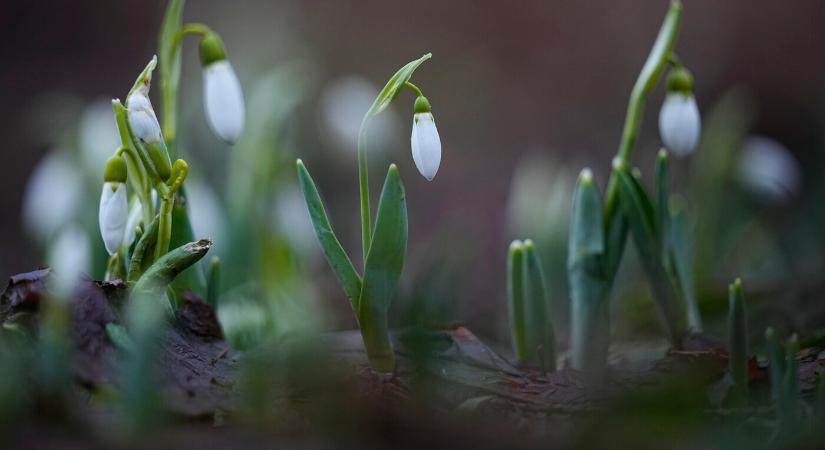 Szürke, csapadékos, de enyhe idő lesz vasárnap