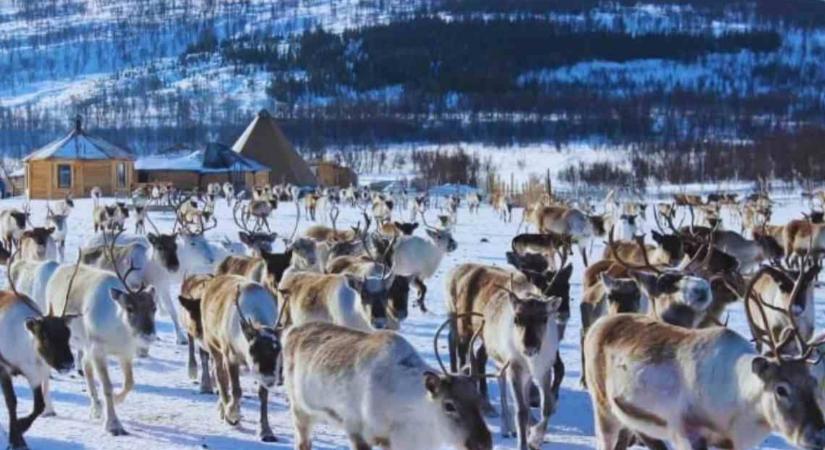 Optikai illúzió: a legélesebb látással rendelkezők 1%-ába tartozik, ha megtalálja a farkast a rénszarvasok között