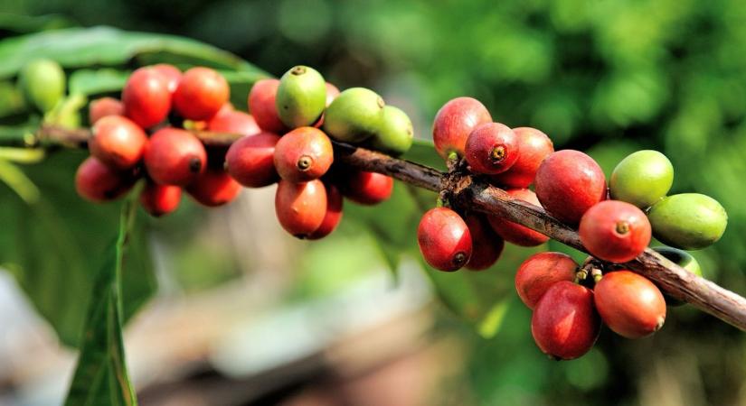 Kávéhulladékból élelmiszer-adalék: zöld utat kapott az innováció