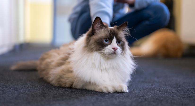 Az 5 leggyakoribb macskabetegség: ezek tüneteivel minden gazdának tisztában kell lennie