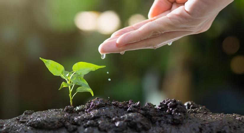 Amikor a talaj megszólal – hallhatóvá válik a föld alatti élet