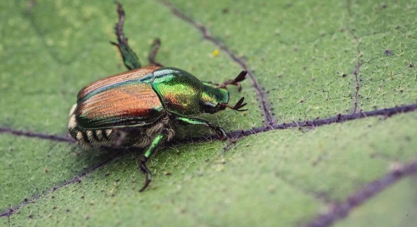Fokozódik a behurcolás kockázata – már Horvátországban is megjelent a japán cserebogár