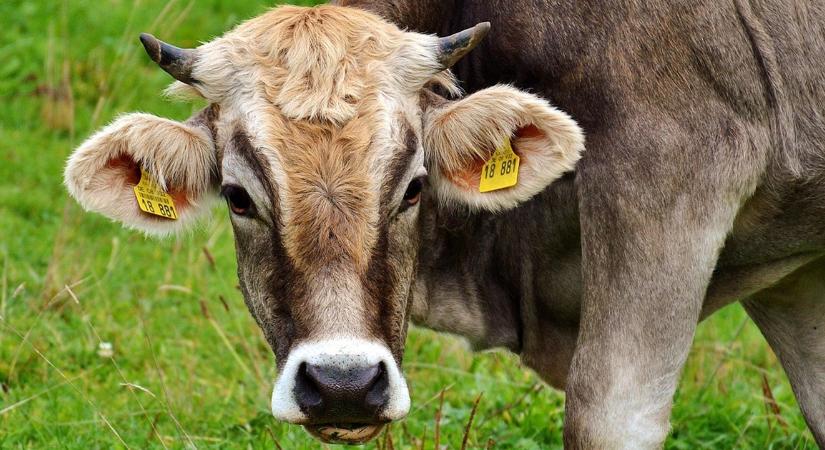 A marhák, a klíma és a greenwashing