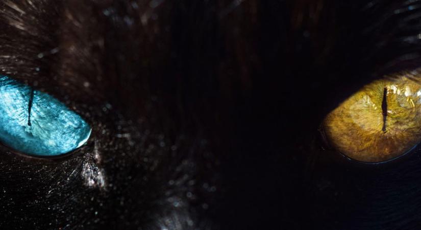 Éveken át félreértetted a macskád, 3 tiltott jelzés és amivel végre emberként kezel majd, és a hiba, amivel halálosan megsérted