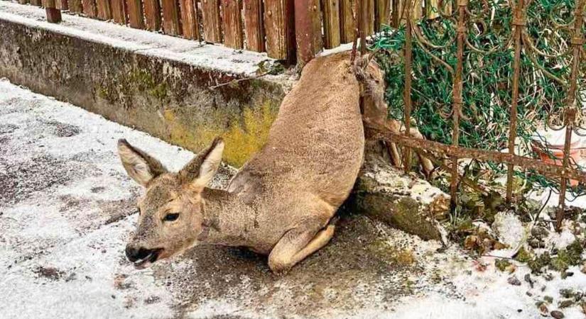 Dupla vagy semmi – Kétszer mentettek őzet a tűzoltók