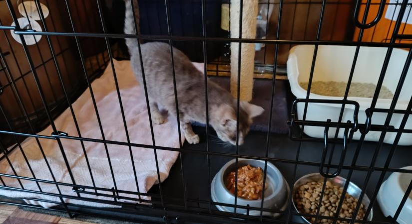 Sok cicát kellett befogadnia a Hódmezővásárhelyi Állatvédők Egyesületének – ezért kérnek segítséget