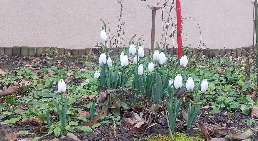 Itt a tavasz? Nyílik a hóvirág Győrben - olvasónk fotói