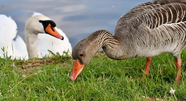 Fokozott madárinfluenza-kockázat