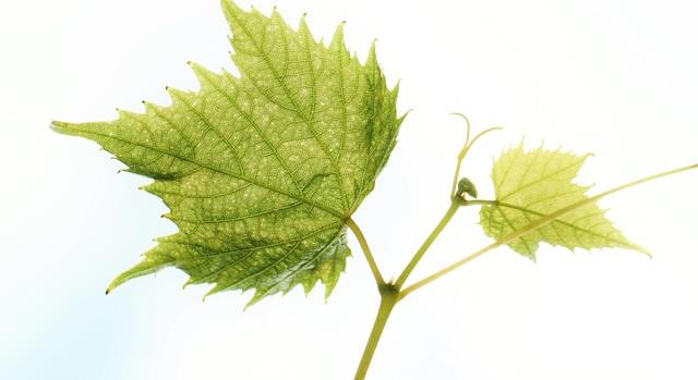 Ellenőrzött szaporítóanyaggal a szőlő aranyszínű sárgaság terjedése ellen