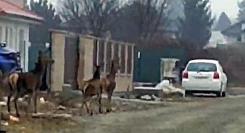 Ez durva! Szarvasok lepték el a dunántúli megyeszékhely utcáját (fotó)
