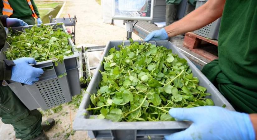 A világ legegészségesebb zöldsége megvédhet a ráktól – mégis alig ismerik