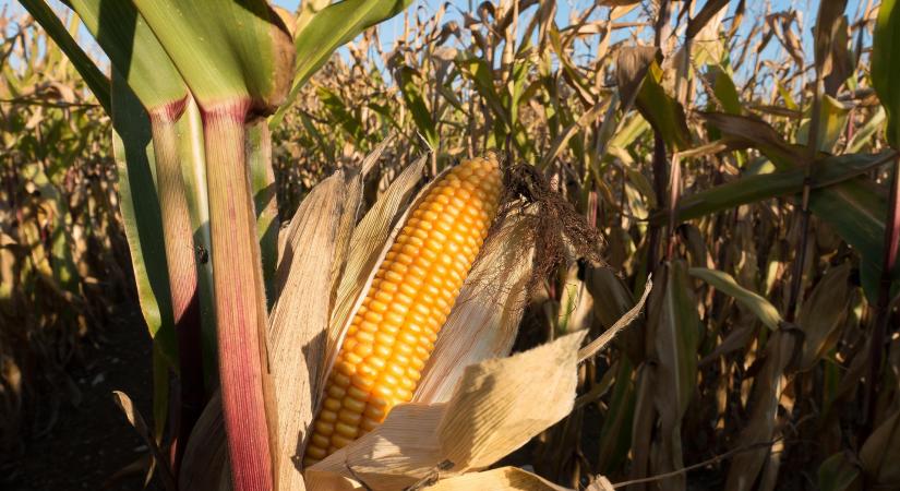 A jó minőségű magyar kukoricát keresik a külföldiek