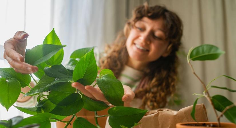 Ez az utolsó esélye a szobanövényeknek