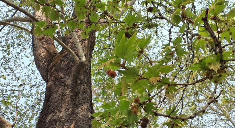 Különleges magyar fa került reflektorfénybe: örülhetnek a békéscsabaiak