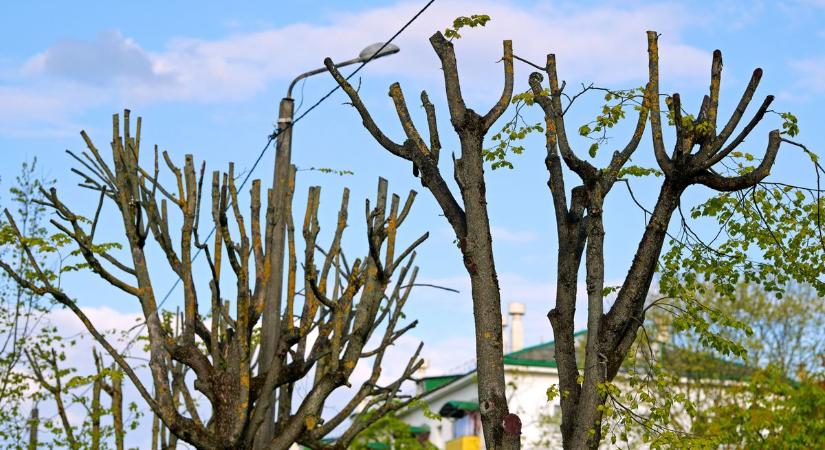 Áramszünetet és balesetet okozhatnak a fák – az ingatlantulajdonosoknak ennyi idejük van intézkedni