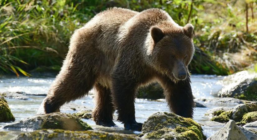 Medve miatt kerültek életveszélybe magyar turisták a Székelykőnél