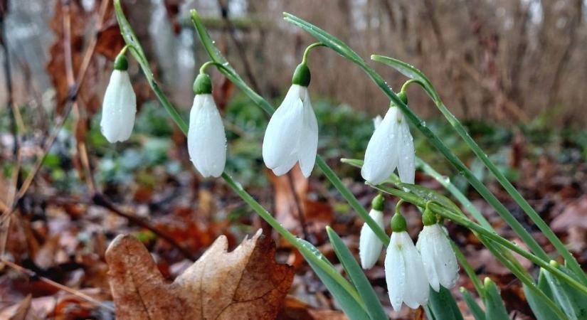 Megérkeztek a tavasz első hírnökei: nyílnak a téltemetők és a hóvirágok