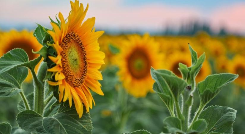 Itt vannak a Nébih napraforgó-fajtakísérletek eredményei