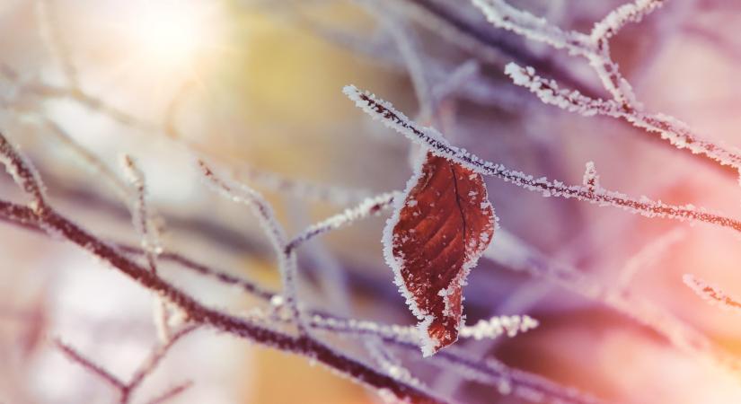 Támogatás nyílik a fagykárt szenvedett ültetvények megújítására
