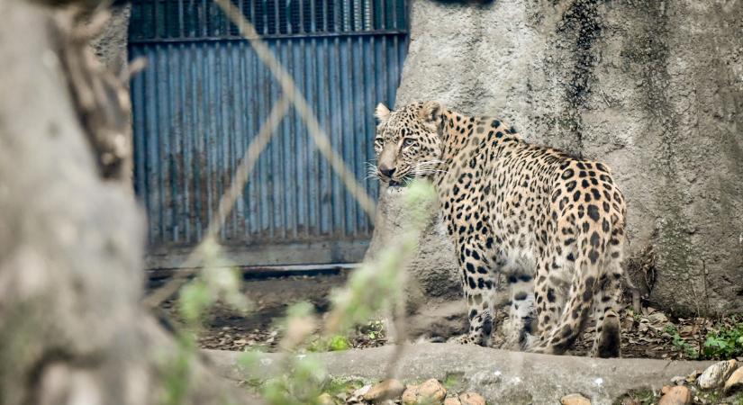 Így utazott a perzsa párduc új lakhelyére – mutatjuk!