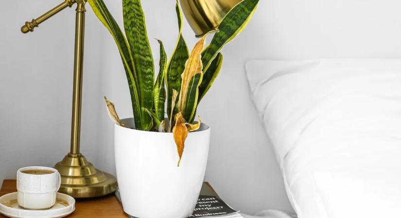 Mit tehetünk, ha az anyósnyelv sárgul?