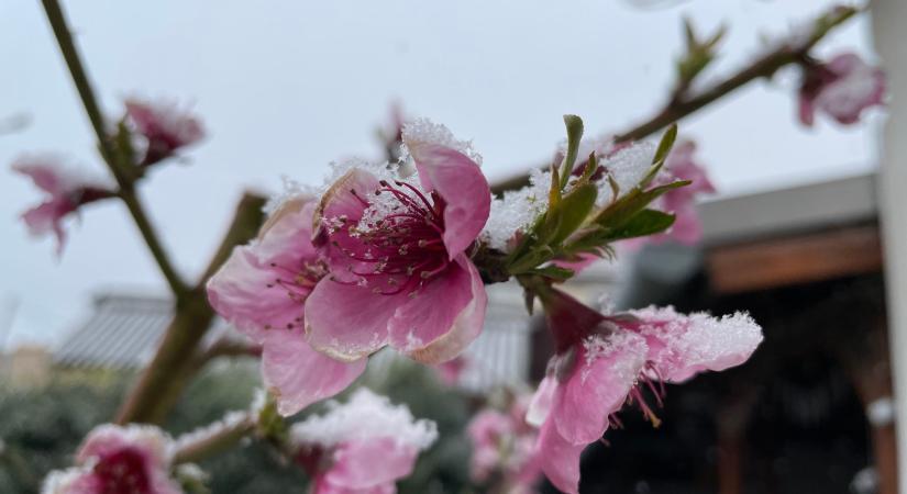 Az agrártárca támogatja a fagykárt szenvedett ültetvények cseréjét