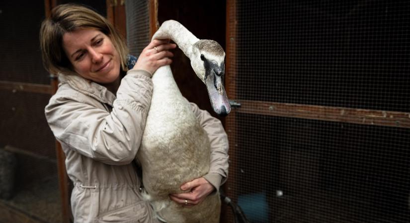 Madármentők a magyar városi vadonban