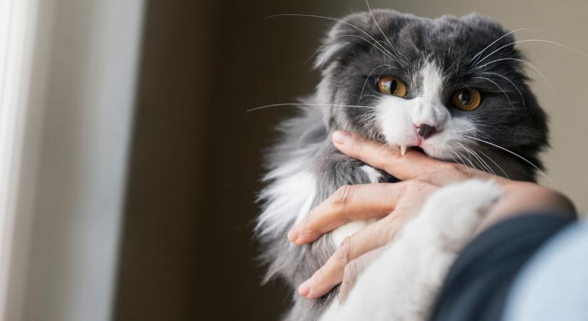 Ezért harap meg simogatás közben a macska