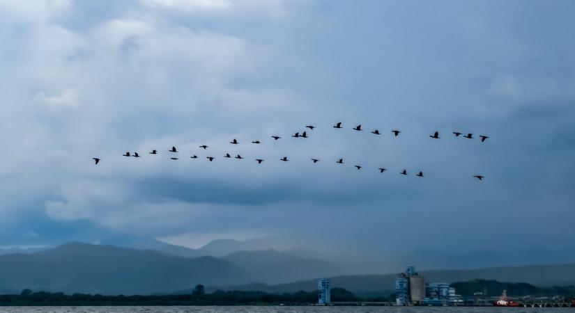 Nem véletlen így szelik át az eget: a V alak mögött logikusabb magyarázat van, mint hinnéd
