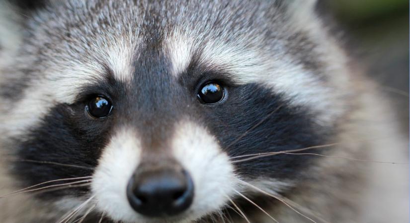 Egyre több a mosómedve itthon: cukinak tűnik, pedig veszélyes