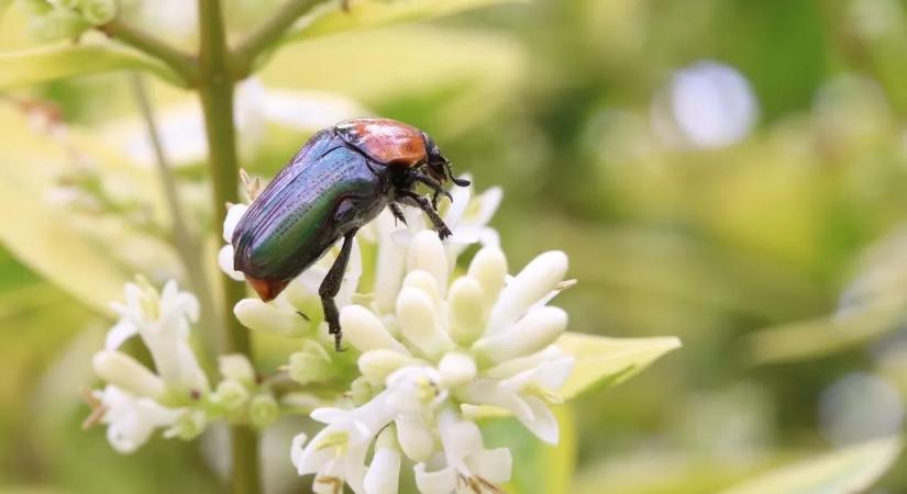 Kiadták a riasztást! Veszélyes kártevő jelent meg a térségben