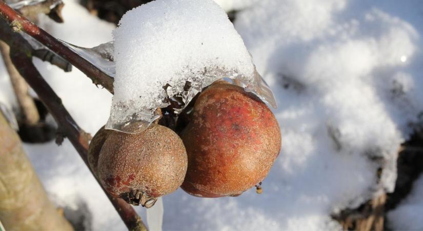 Áttelelő kártevők februárban – hol bújnak meg, és hogyan bontsd meg a ciklust?
