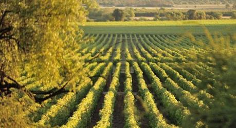 Támogatja az agrártárca a fagykárt szenvedett ültetvények cseréjét