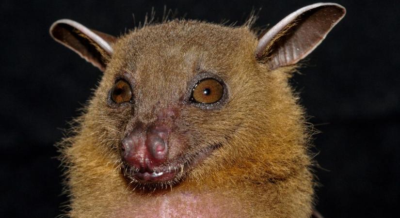 A denevérek segíthetnek az életmentésben, a vírusok miatt vizsgálják ezeket az állatokat
