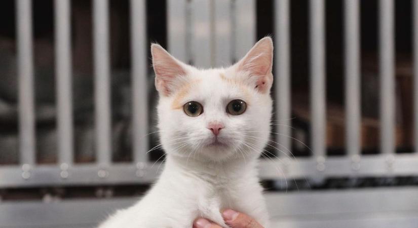 Segíts te is a mentett állatoknak – eledelgyűjtési akciót indít a Kis Mancsok Nagy Szívek Állatvédő Egyesület