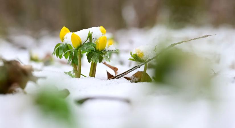 A természet nem hazudik – itt vannak a tavasz első virágai