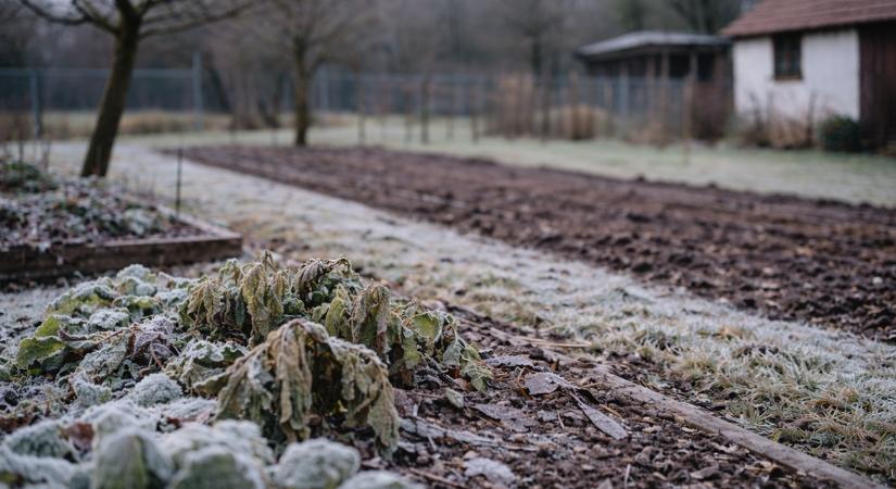 Fagy után 24 órával: ezt az 5 dolgot nézd meg a kertben