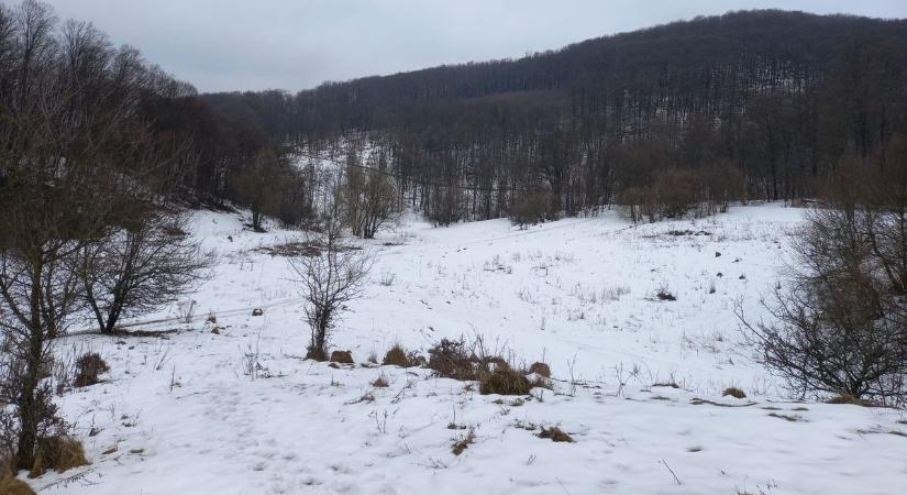 Farkas nyomokra találtak a Bükkben