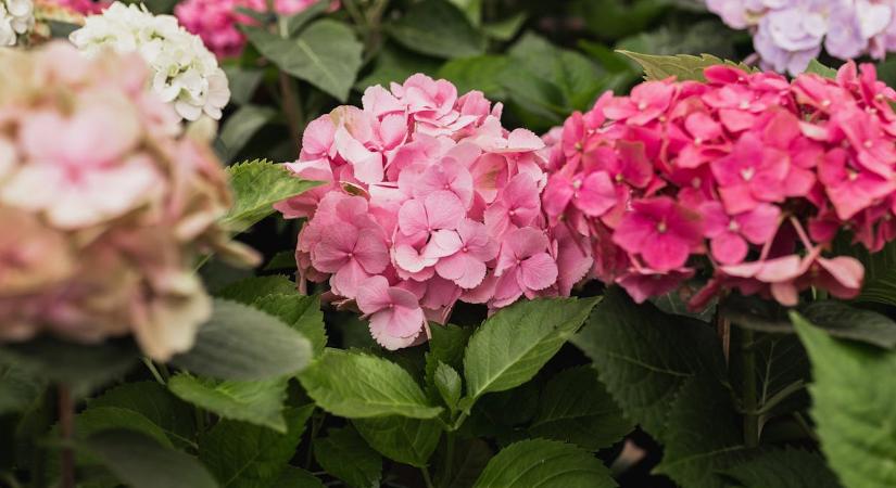 A hortenzia ezt igényli februárban, hogy idén is virágba boruljon