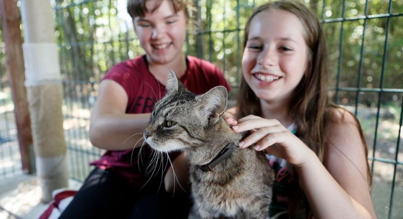 Elképesztő számokat közölt a HEROSZ Fehérvári Állatotthon