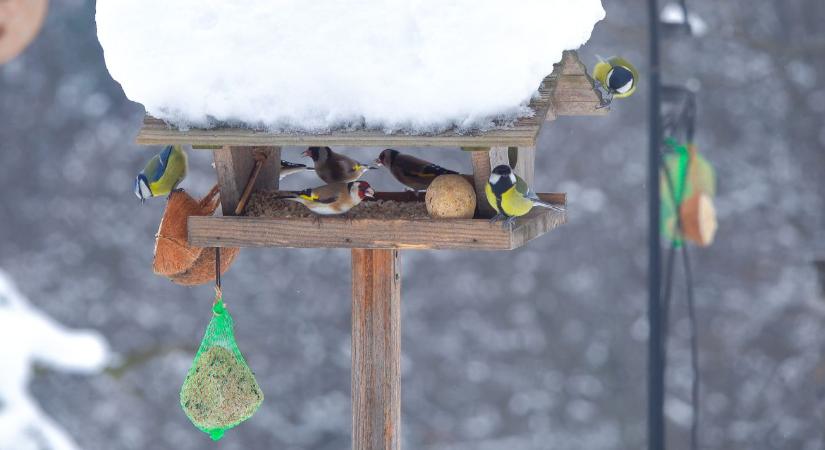 Madáretetés februárban – mit adj, ha már „unja” a csapat az etetőt?