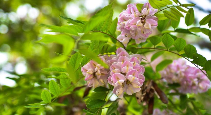 Veszélyben a hazai méhek – program indul a rózsaszín akác felszaporítására