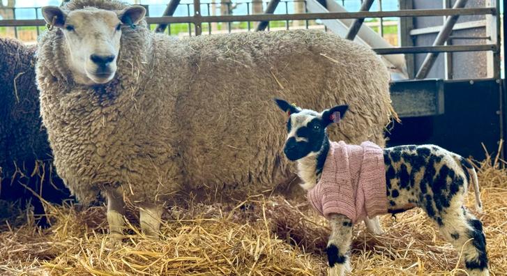 Olyan hideg van, hogy még a bárányok is cuki pulóvert kapnak