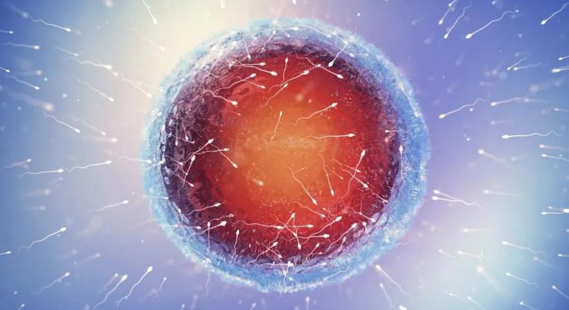 Új remény a meddőség ellen: a tudósok megfiatalították a petesejteket